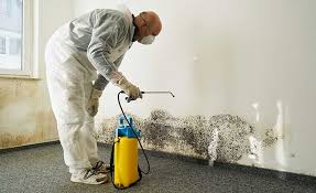 Trusted Port Aransas, TX Mold Removal Experts